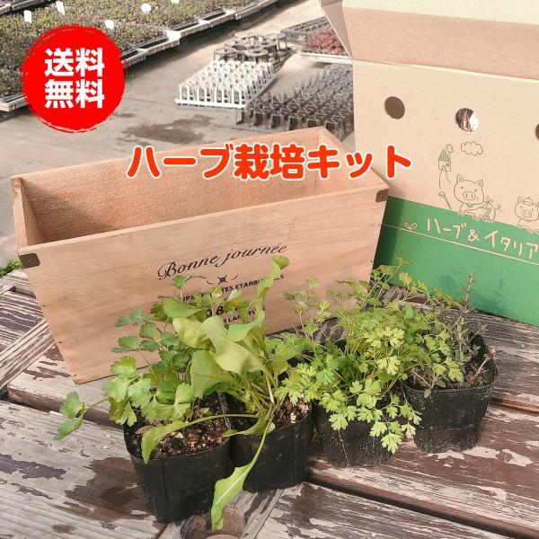 ハーブ 栽培キット 種類 栽培 苗 種 寄せ植え 初心者 花 マスク ハーブティー ハーブガーデン