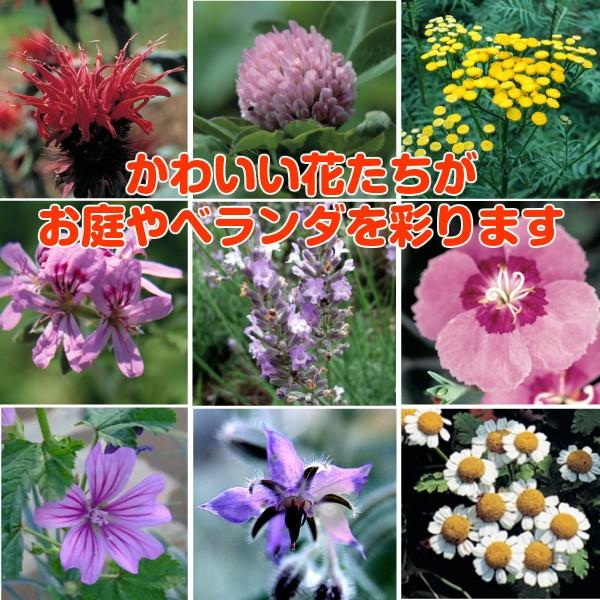 ハーブ 栽培キット 種類 栽培 苗 在庫処分 種 寄せ植え マスク 初心者 ハーブティー 送料無料 ナチュラルウッドプランター長角l ハーブガーデン 花