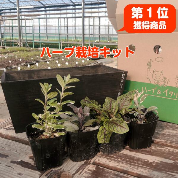 ハーブ 栽培キット 種類 栽培 苗 画像 種 寄せ植え 初心者 花 マスク ハーブティー ハーブガーデン 送料無料 ナチュラルウッドプランターワイドスクエアl 茶 Set ハーブ苗のポタジェガーデン 通販 Yahoo ショッピング