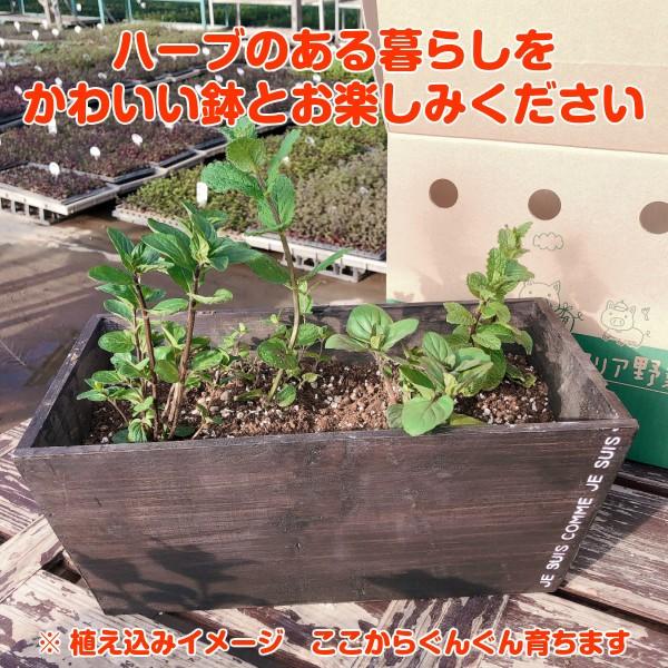 ハーブ 栽培キット 種類 栽培 苗 種 寄せ植え 初心者 花 マスク ハーブティー ハーブガーデン 送料無料 ナチュラルウッド ワイドスクエアl 茶 Set ハーブ苗のポタジェガーデン 通販 Yahoo ショッピング