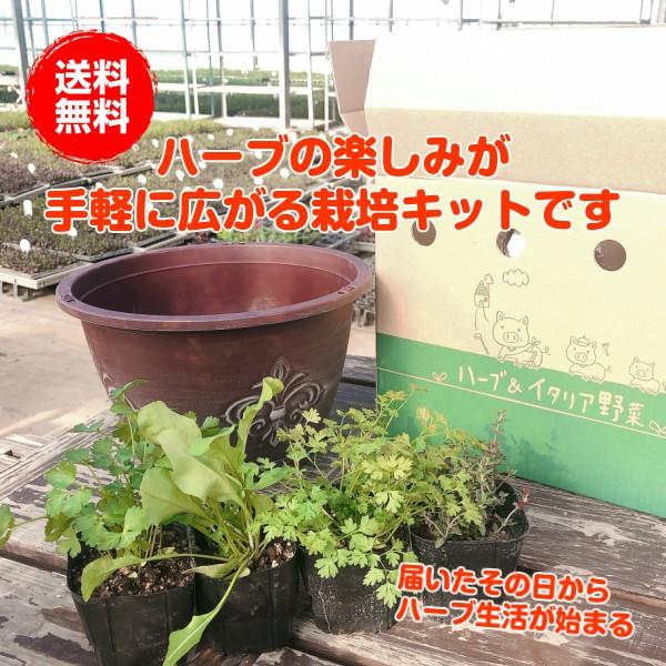 ハーブ 栽培キット 種類 栽培 苗 画像 寄せ植え 初心者 花 ハーブティー ハーブガーデン 送料無料 アンティークライトプラワンポイント吊り下げサークル 茶 Set ハーブ苗のポタジェガーデン 通販 Yahoo ショッピング