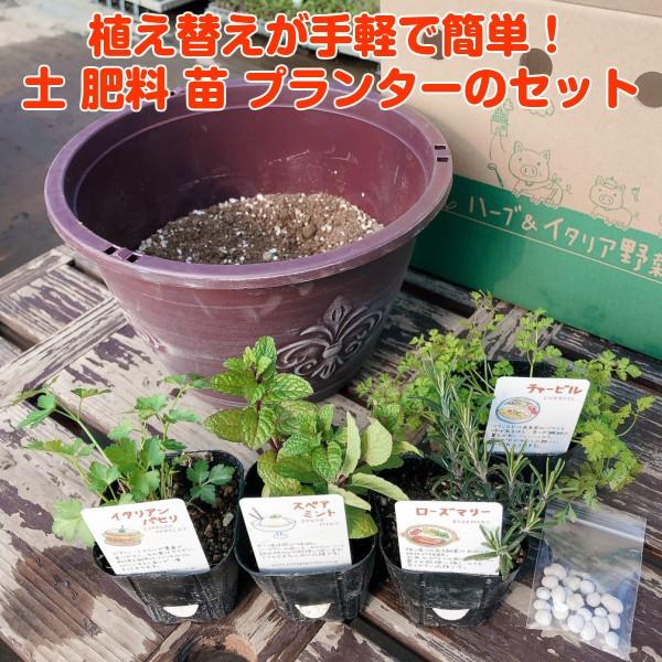 ハーブ 栽培キット 種類 栽培 苗 寄せ植え 初心者 花 ハーブティー ハーブガーデン 送料無料 アンティークライト茶 Set ハーブ苗のポタジェガーデン 通販 Yahoo ショッピング