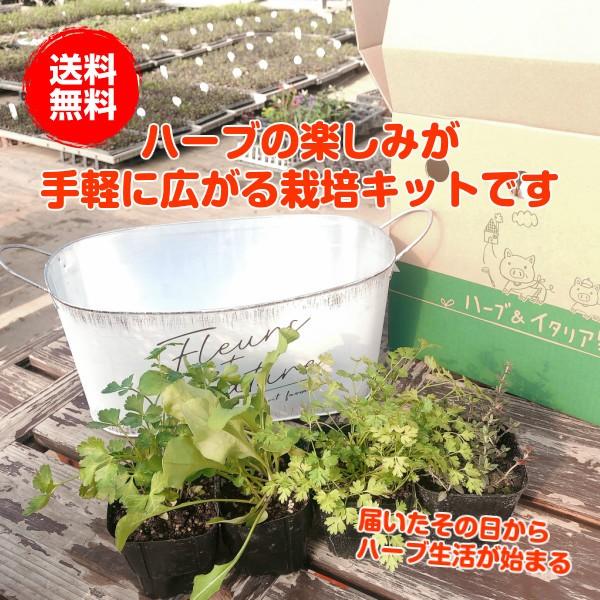 ハーブ 栽培キット 種類 栽培 苗 画像 種 寄せ植え 初心者 花 ハーブティー ハーブガーデン 送料無料 モダンラスティブリキ オーバルl 白 Set ハーブ苗のポタジェガーデン 通販 Yahoo ショッピング
