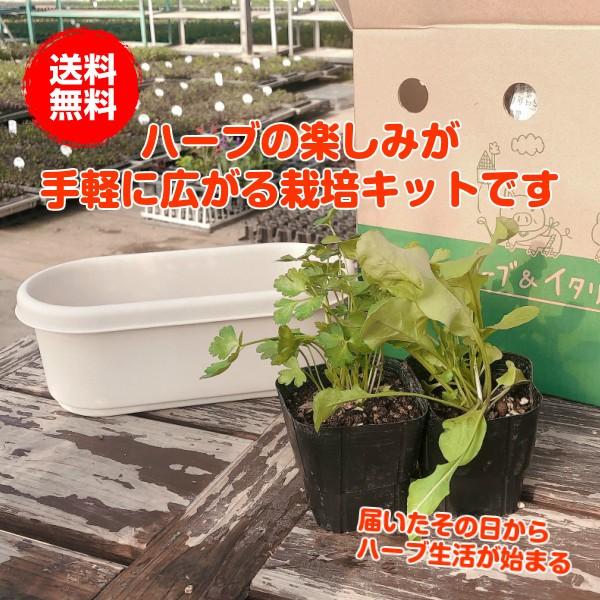 ハーブ 栽培キット 種類 栽培 苗 画像 種 寄せ植え 初心者 花 ハーブティー ハーブガーデン 送料無料 プラ製プランター白 Set Casual W ハーブ苗のポタジェガーデン 通販 Yahoo ショッピング