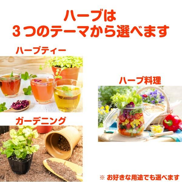 ハーブ 栽培キット 種類 栽培 苗 画像 種 寄せ植え 初心者 花 ハーブティー ハーブガーデン 送料無料 プラ製プランター 茶 Set Casual ハーブ苗のポタジェガーデン 通販 Yahoo ショッピング