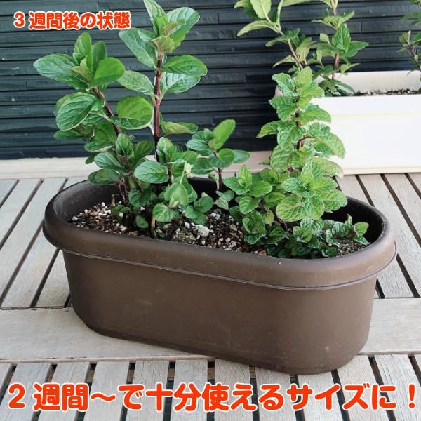 ハーブ 栽培キット 種類 栽培 苗 画像 種 寄せ植え 初心者 花 ハーブティー ハーブガーデン 送料無料 プラ製プランター 茶 Set Casual ハーブ苗のポタジェガーデン 通販 Yahoo ショッピング