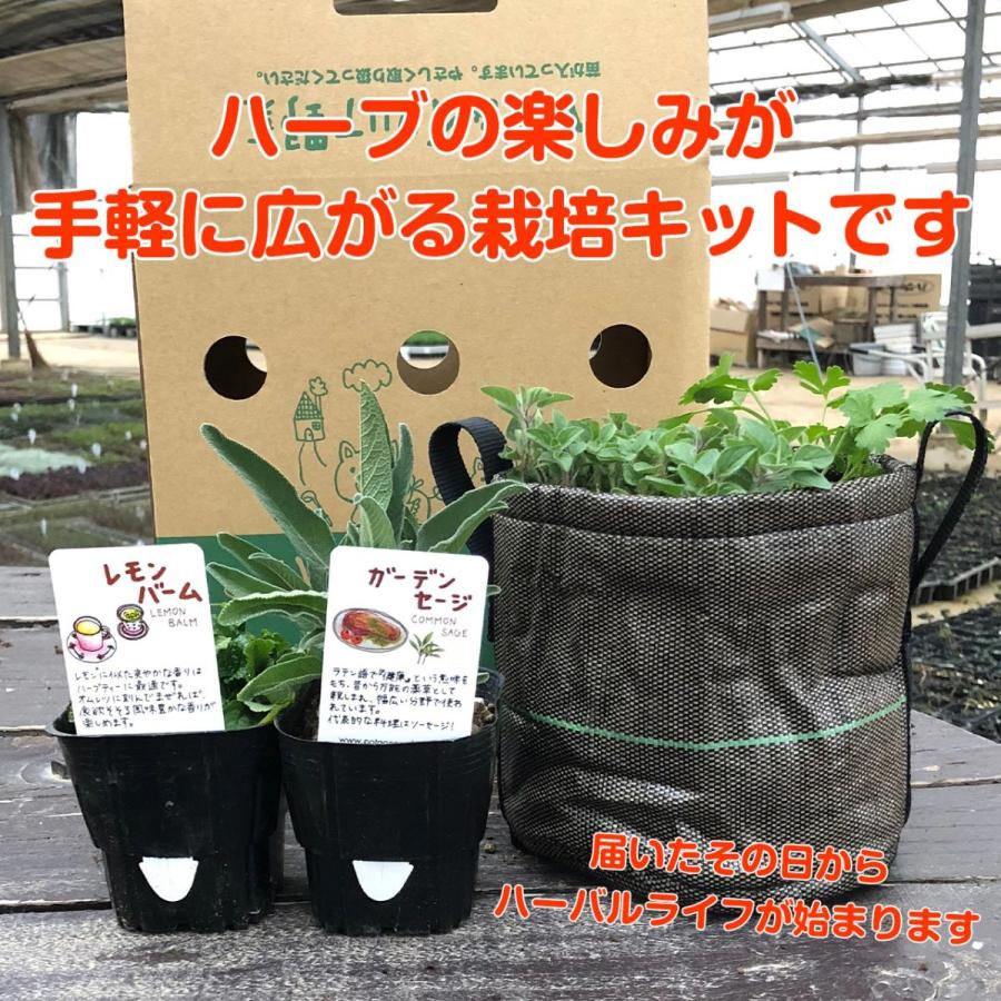 ハーブ 栽培キット Bacsac 苗 種類 栽培 ハーブティー ハーブガーデン ミント バジル ローズマリー 育て方 苗木 果樹 室内 Set Felt Planter B ハーブ苗のポタジェガーデン 通販 Yahoo ショッピング
