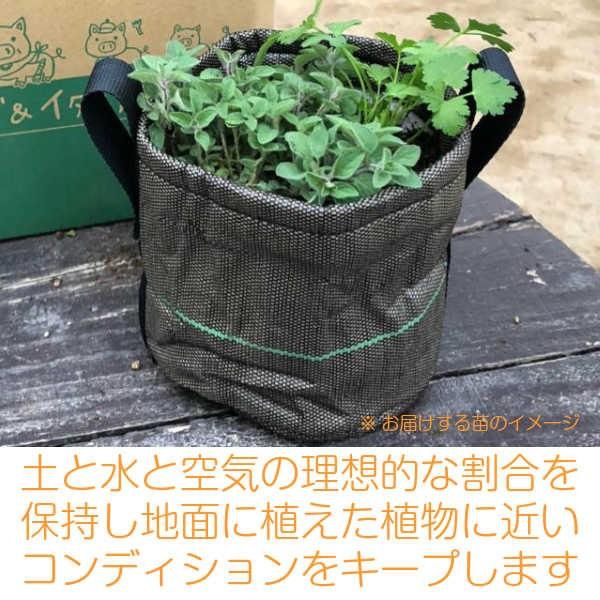 ハーブ 栽培キット Bacsac 苗 種類 栽培 ハーブティー ハーブガーデン ミント バジル ローズマリー 育て方 苗木 果樹 室内 Set Felt Planter B ハーブ苗のポタジェガーデン 通販 Yahoo ショッピング