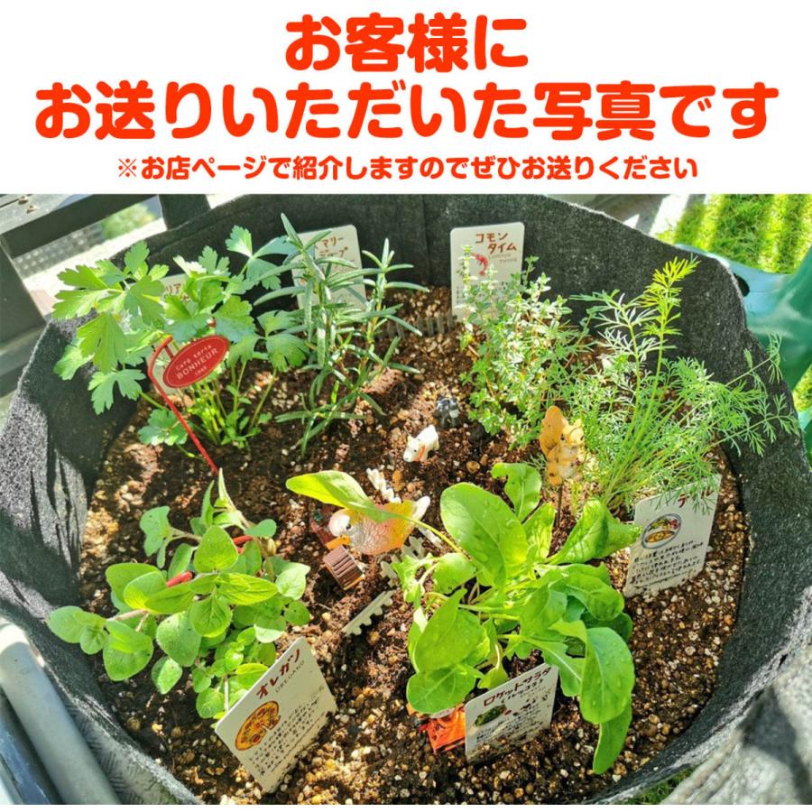 ハーブ 栽培キット プランター緑 苗 種類 栽培 ハーブティー ハーブガーデン ミント バジル ローズマリー 育て方 苗木 果樹 おしゃれ Set Felt Planter G ハーブ苗のポタジェガーデン 通販 Yahoo ショッピング