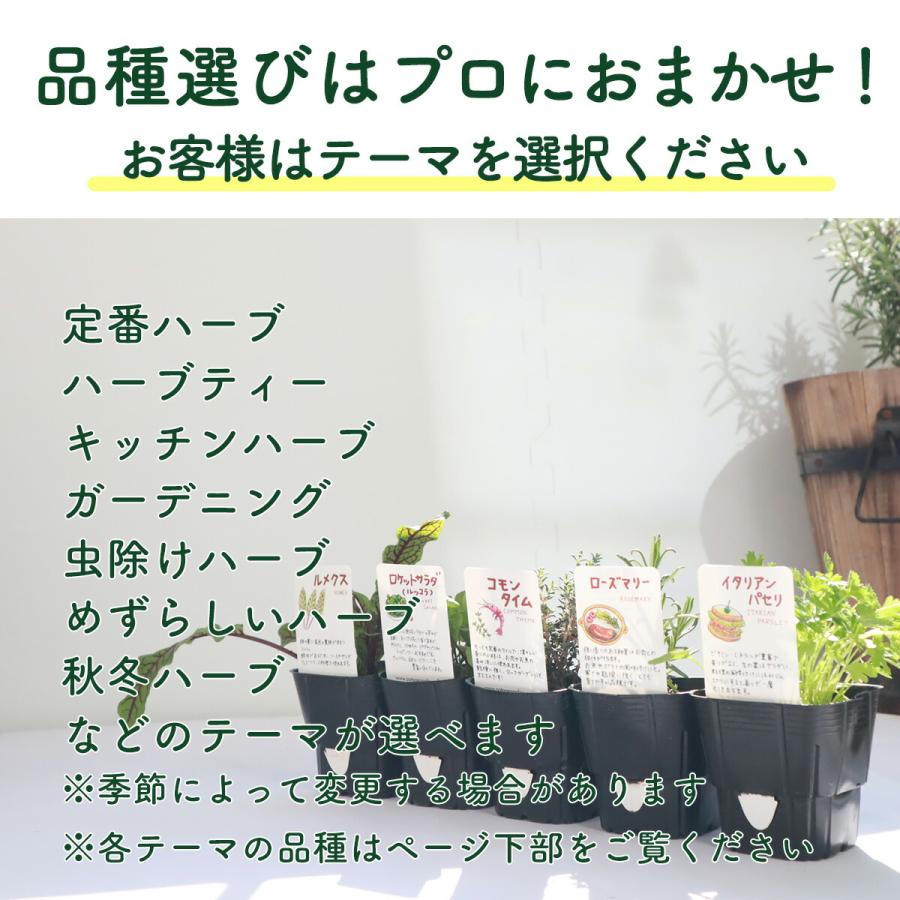 ハーブ 栽培キット 苗 3個 フェルト黒 20cm（苗 種類 栽培 種 寄せ植え