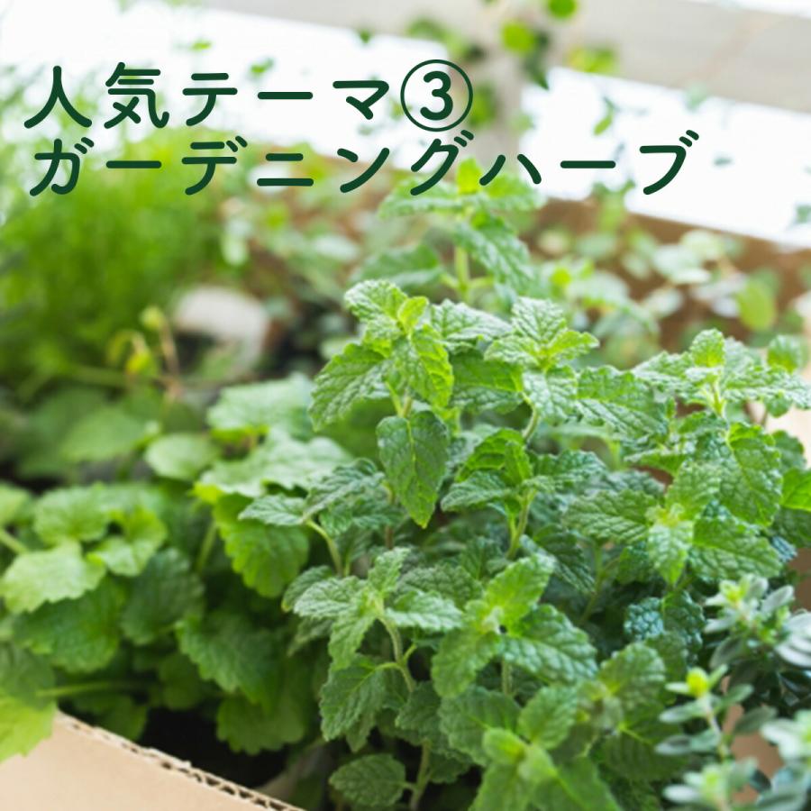 ハーブ 栽培キット 苗 3個 フェルト黒 20cm（苗 種類 栽培 種 寄せ植え