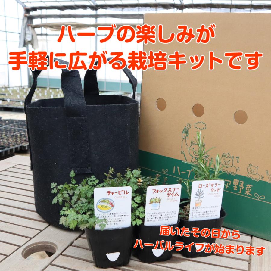 ハーブ 苗 セット フェルト S 黒 苗3個 種類 栽培 苗 種 寄せ植え 初心者 花 ハーブティー ハーブガーデン 送料無料 Set Nae ハーブ苗のポタジェガーデン 通販 Yahoo ショッピング