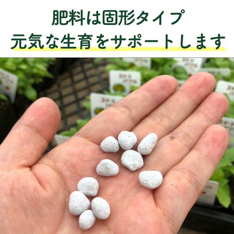 ハーブ 栽培キット 苗 3個 フェルト黒 20cm（苗 種類 栽培 種 寄せ植え