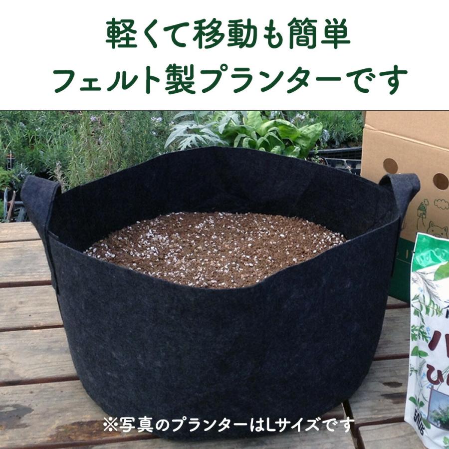 ハーブ 栽培キット 苗 3個 フェルト黒 20cm（苗 種類 栽培 種