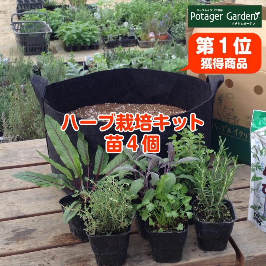 国内在庫 ハーブ 栽培キット 苗4個 フェルト黒 30cm 苗 種類 栽培 ミント ハーブティー ハーブガーデン ローズマリー 苗木 バジル 育て方 おしゃれ