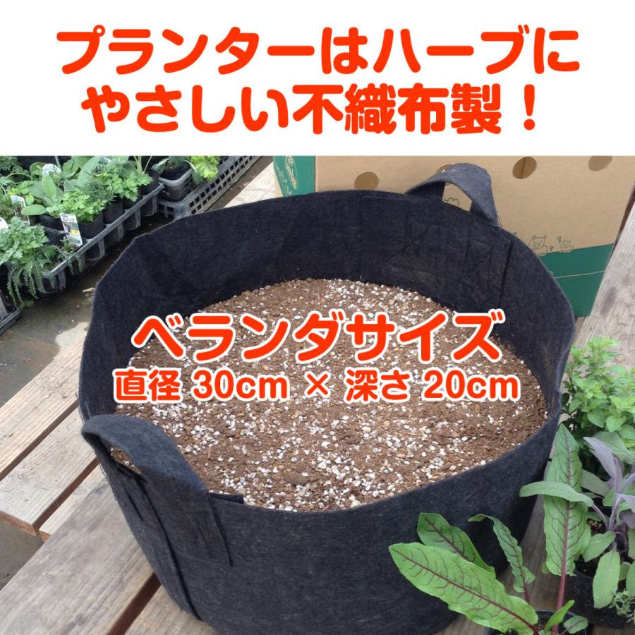 ハーブ 栽培キット 苗なし フェルトプランター Mサイズ 寄せ植え 観葉植物 送料無料 花苗 苗木 家庭菜園 鉢植え 土 Set Planter M ハーブ苗のポタジェガーデン 通販 Yahoo ショッピング