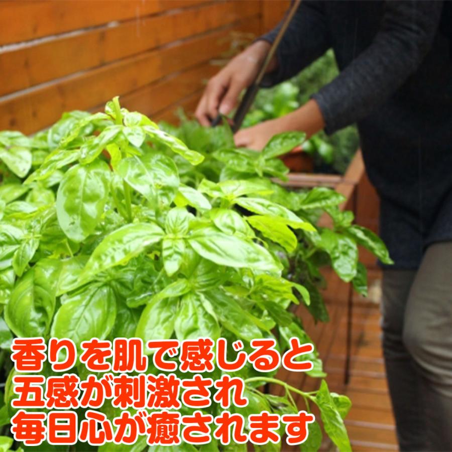 ハーブ 栽培キット 苗なし フェルトプランター Mサイズ 寄せ植え 観葉植物 送料無料 花苗 苗木 家庭菜園 鉢植え 土 Set Planter M ハーブ苗のポタジェガーデン 通販 Yahoo ショッピング