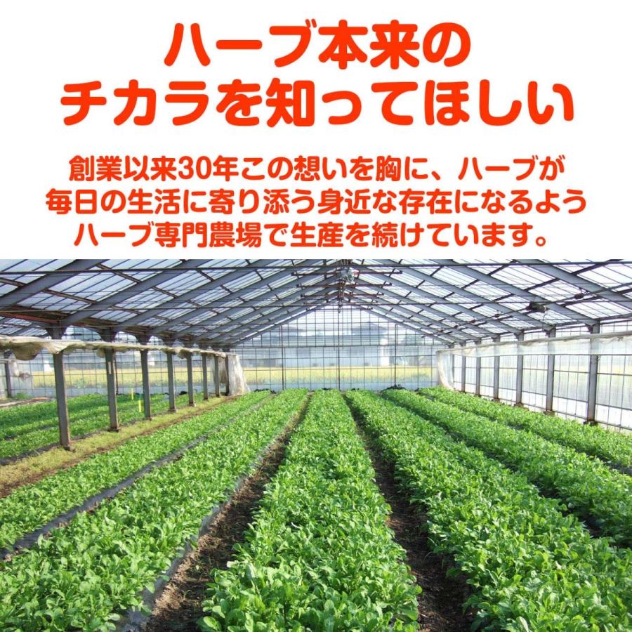 ハーブ 栽培キット 苗なし フェルトプランター Sサイズ 寄せ植え 観葉植物 送料無料 花苗 苗木 家庭菜園 鉢植え 土 Set Planter S ハーブ苗のポタジェガーデン 通販 Yahoo ショッピング