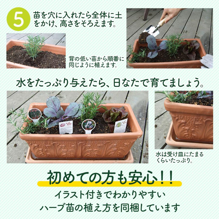 ハーブ 栽培キット 苗なし フェルトプランター Sサイズ 寄せ植え 観葉植物 送料無料 花苗 苗木 家庭菜園 鉢植え 土 Set Planter S ハーブ苗のポタジェガーデン 通販 Yahoo ショッピング