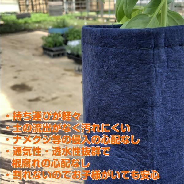 ハーブ 栽培キット ローズゼラニューム ゼラニウム 種類 栽培 ハーブティー ハーブガーデン プランター 育て方 栽培キット 花 ガーデニング Set Rootpounch R ハーブ苗のポタジェガーデン 通販 Yahoo ショッピング