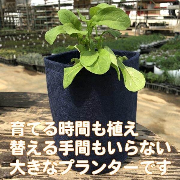 ハーブ 栽培キット ルッコラ 種類 栽培 ハーブティー ハーブガーデン プランター 育て方 栽培キット 花 ガーデニング おしゃれ Set Rootpounch Rucola ハーブ苗のポタジェガーデン 通販 Yahoo ショッピング