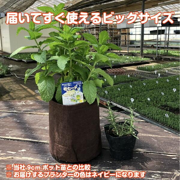 ハーブ 苗 イエルバブエナ モヒートミント ルートポーチ 種類 栽培 ハーブティー ハーブガーデン 栽培キット 栽培セット 送料無料 Set Rootpounch ハーブ苗のポタジェガーデン 通販 Yahoo ショッピング