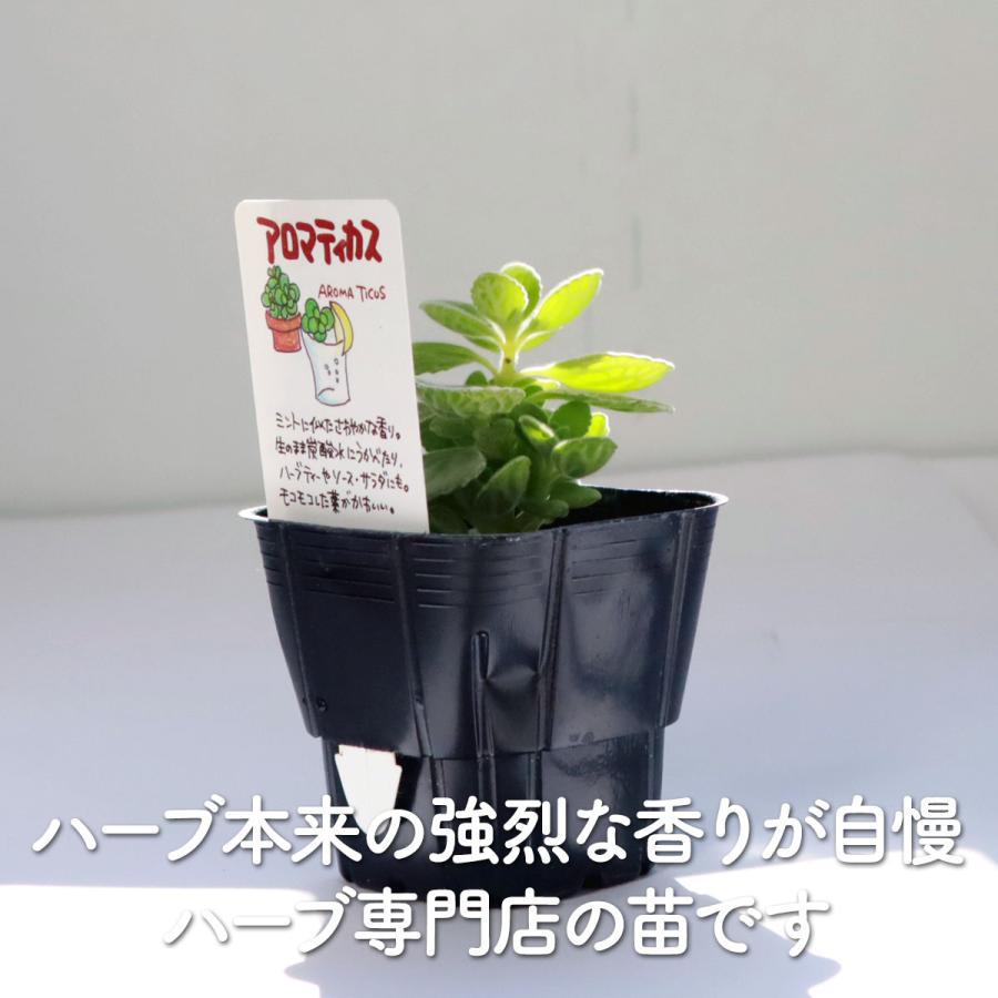 ハーブ 苗 アロマティカス（種類 栽培 ハーブガーデン ハーブティー 花