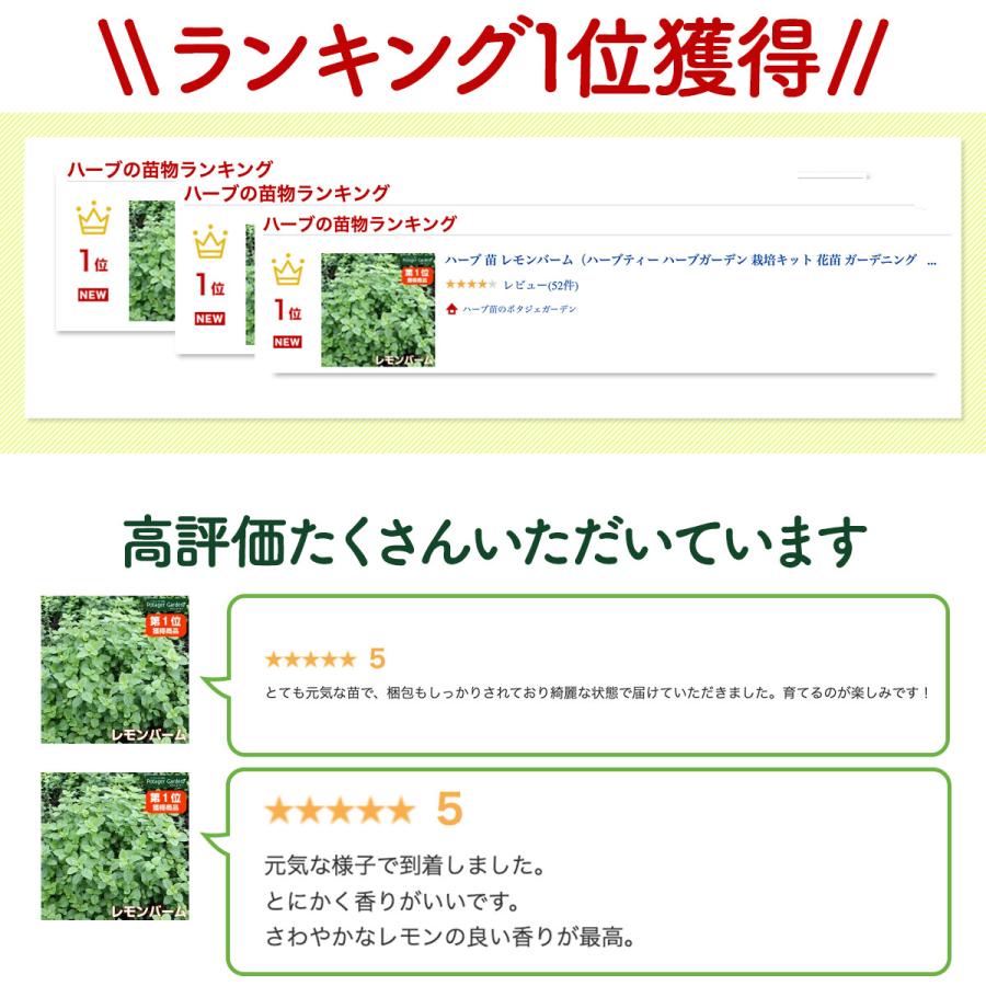 ハーブ 苗 セット レモンバーム5個（種類 栽培 ハーブティー ハーブ