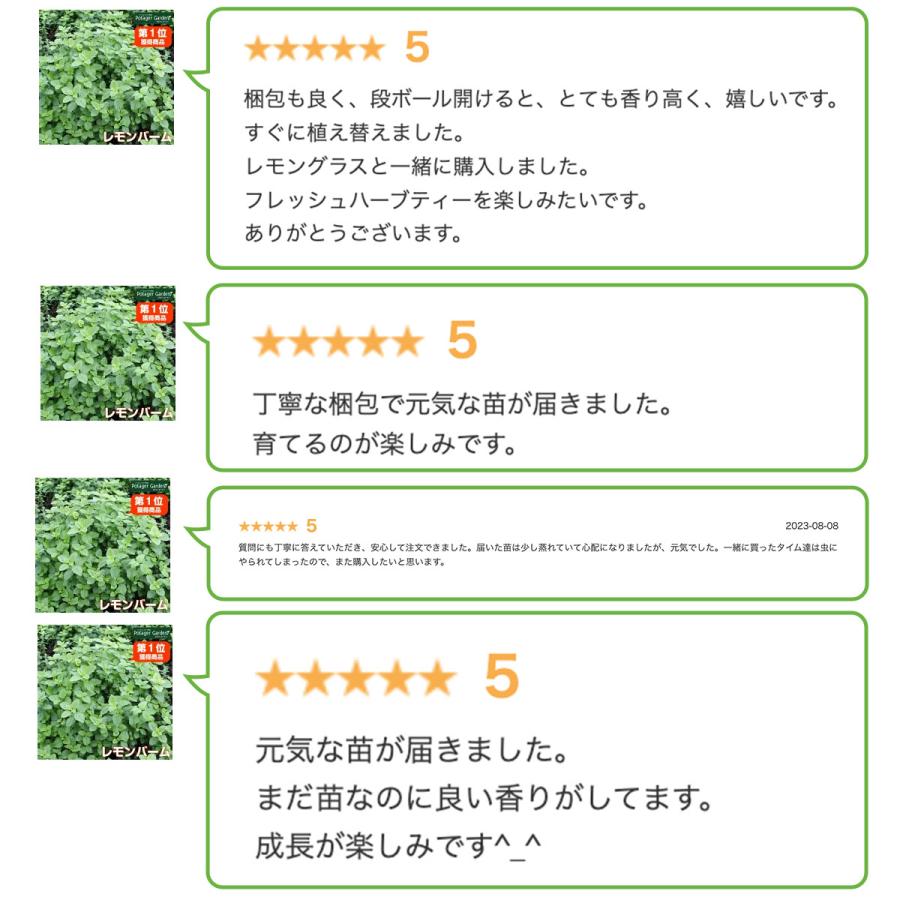 ハーブ 苗 セット レモンバーム5個（種類 栽培 ハーブティー ハーブ