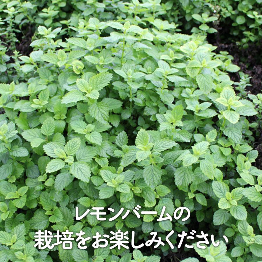ハーブ 苗 セット レモンバーム5個（種類 栽培 ハーブティー ハーブ
