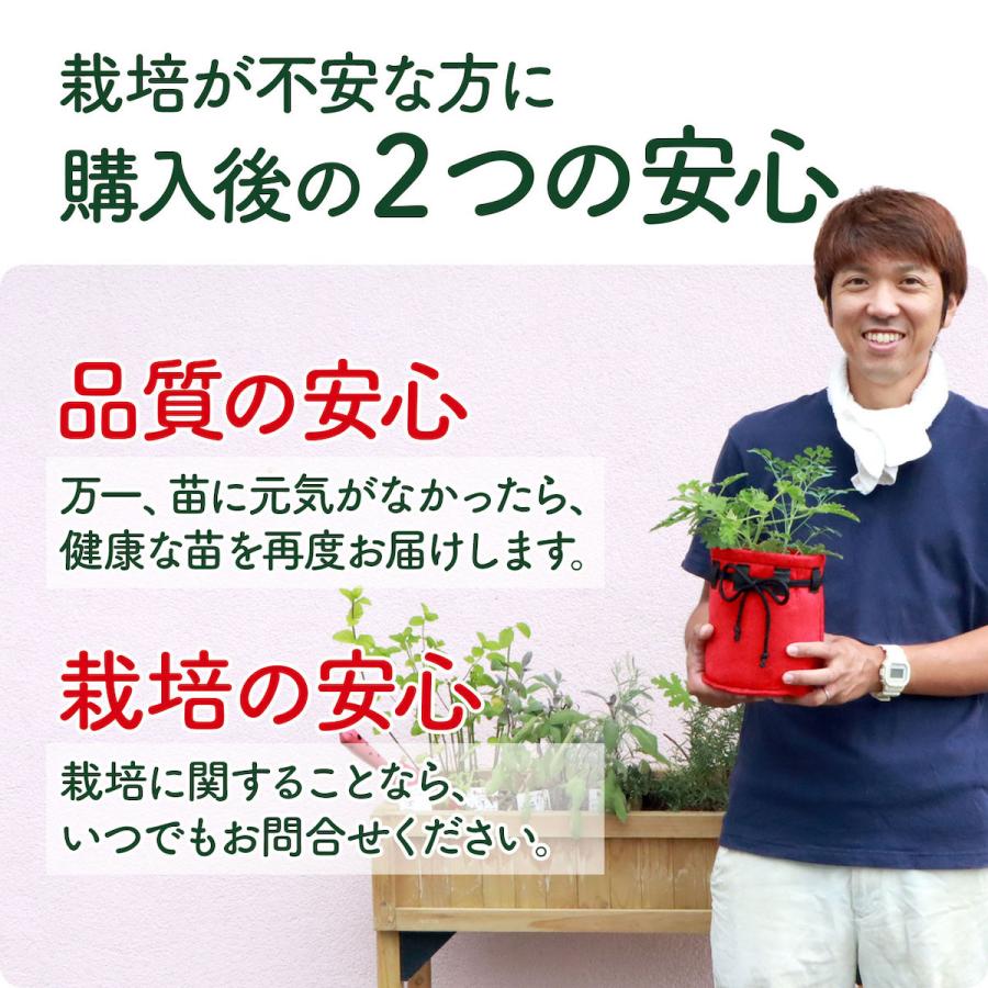 ハーブ 苗 セット レモンバーム5個（種類 栽培 ハーブティー ハーブ