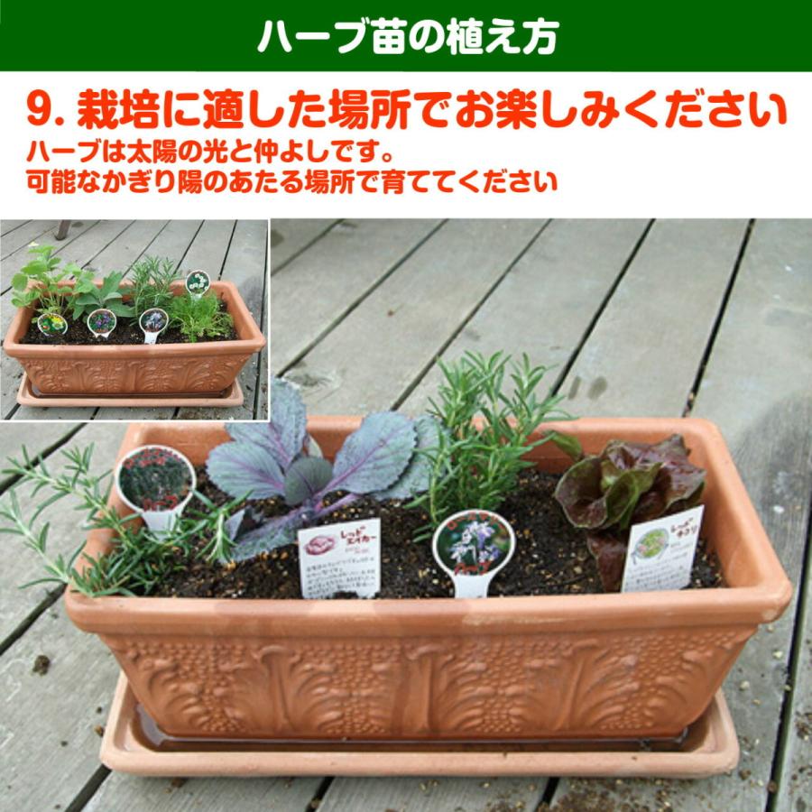 ハーブ 苗 キャットニップ 種類 栽培 ハーブガーデン ハーブティー 花 ガーデニング 栽培キット Shukon Cat ハーブ苗のポタジェガーデン 通販 Yahoo ショッピング