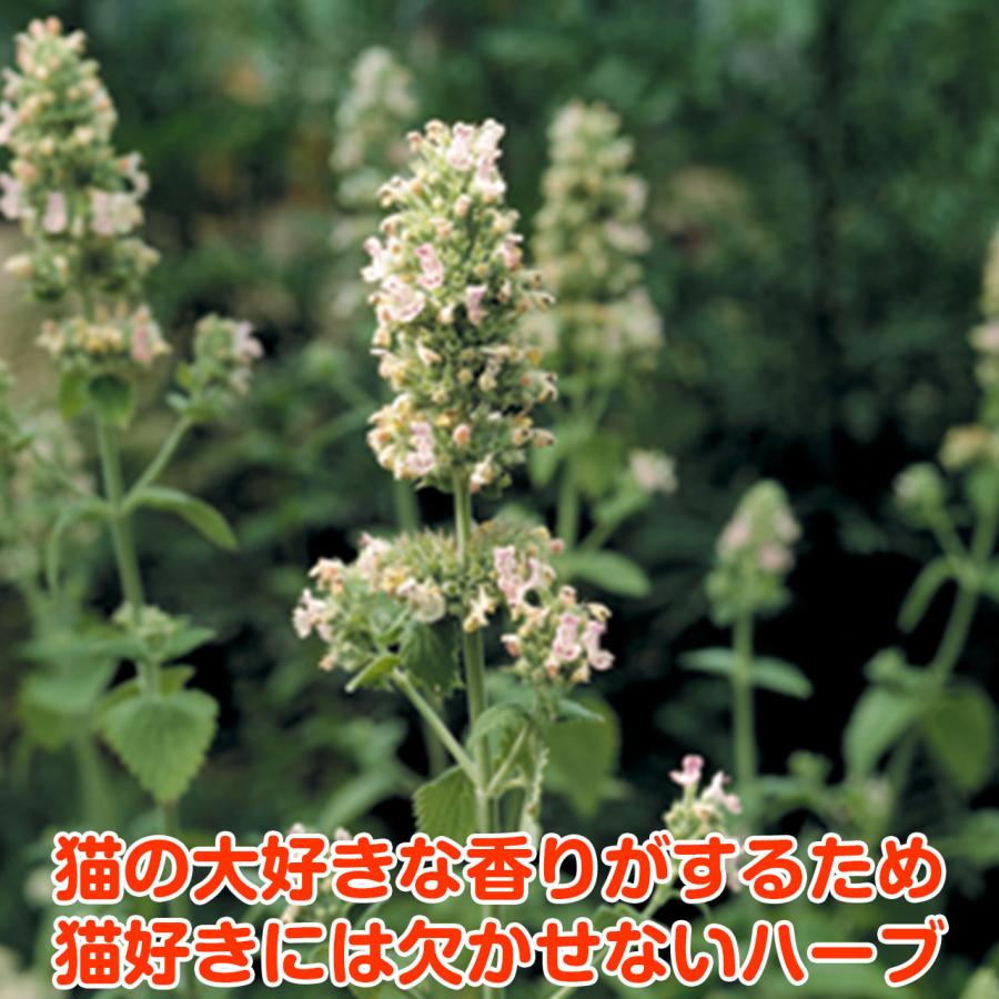 ハーブ 苗 キャットニップ（種類 栽培 ハーブガーデン ハーブティー 花