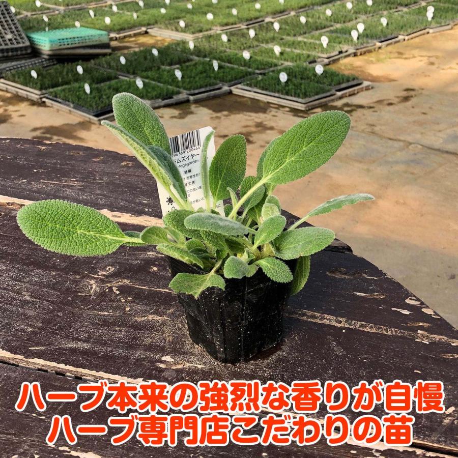 ハーブ 苗 ラムズイヤー 種類 栽培 ハーブガーデン ハーブティー 花 ガーデニング 栽培キット Shukon Lambs ハーブ苗のポタジェガーデン 通販 Yahoo ショッピング