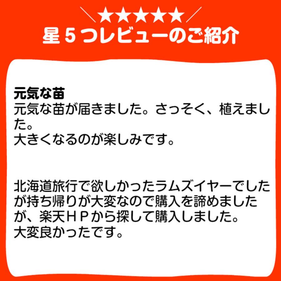 ハーブ 苗 ラムズイヤー 種類 栽培 ハーブガーデン ハーブティー 花 ガーデニング 栽培キット Shukon Lambs ハーブ苗のポタジェガーデン 通販 Yahoo ショッピング