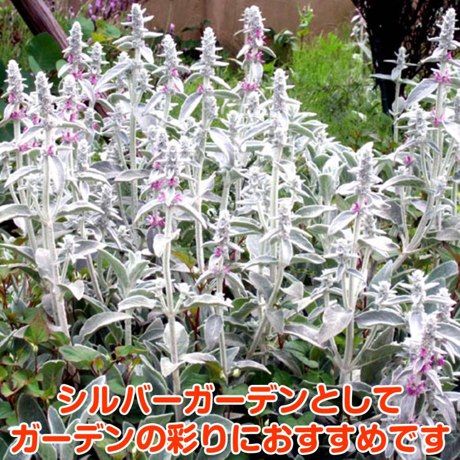 ハーブ 苗 ラムズイヤー 種類 栽培 ハーブガーデン ハーブティー 花 ガーデニング 栽培キット Shukon Lambs ハーブ苗のポタジェガーデン 通販 Yahoo ショッピング