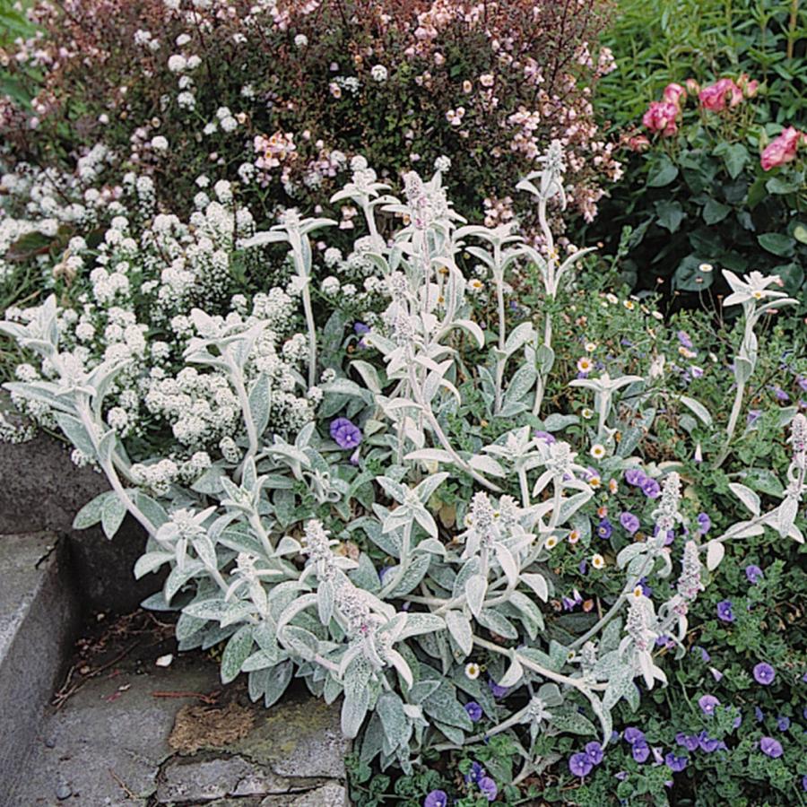 ハーブ 苗 ラムズイヤー 種類 栽培 ハーブガーデン ハーブティー 花 ガーデニング 栽培キット Shukon Lambs ハーブ苗のポタジェガーデン 通販 Yahoo ショッピング