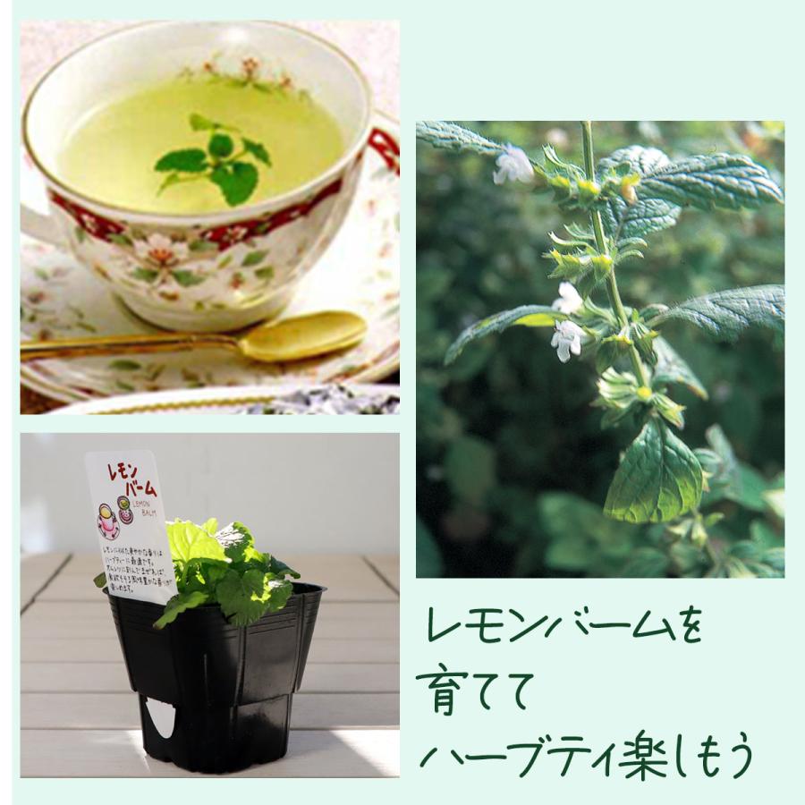 ハーブ 苗 レモンバーム（種類 栽培 ハーブガーデン ハーブティー 花