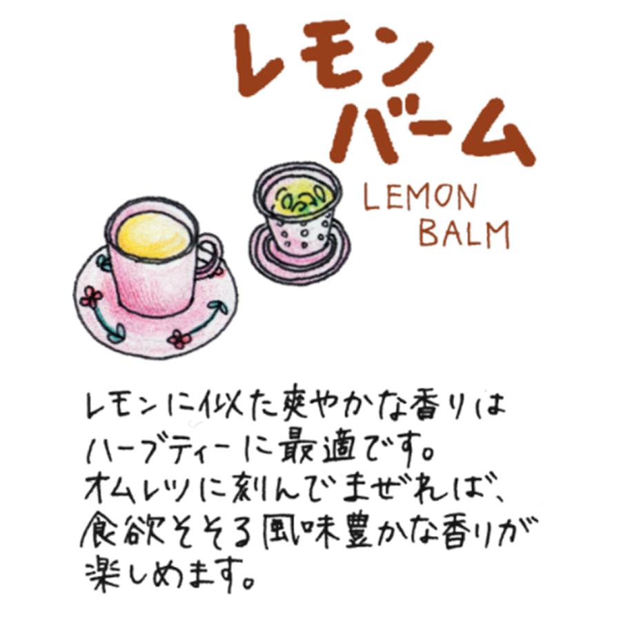 ハーブ 苗 レモンバーム（種類 栽培 ハーブガーデン ハーブティー 花