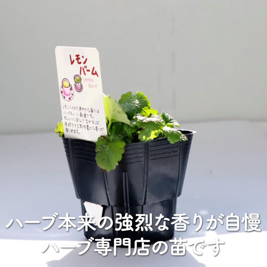 ハーブ 苗 レモンバーム（種類 栽培 ハーブガーデン ハーブティー 花