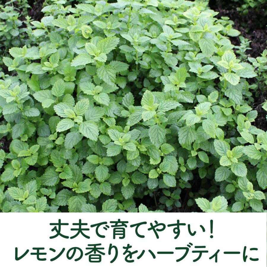 ハーブ 苗 レモンバーム（種類 栽培 ハーブガーデン ハーブティー 花