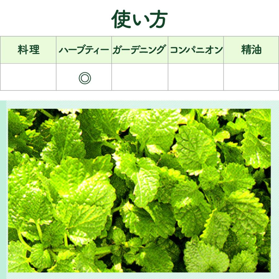 ハーブ 苗 レモンバーム（種類 栽培 ハーブガーデン ハーブティー 花