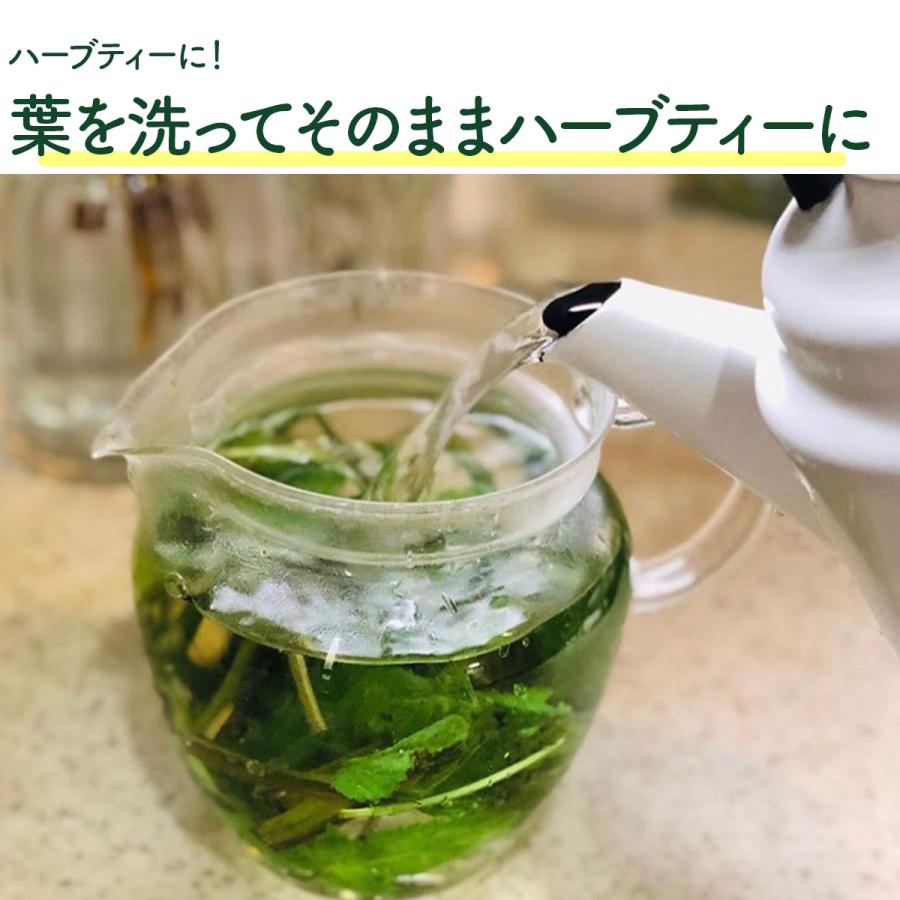 ハーブ 苗 レモンバーム（種類 栽培 ハーブガーデン ハーブティー 花