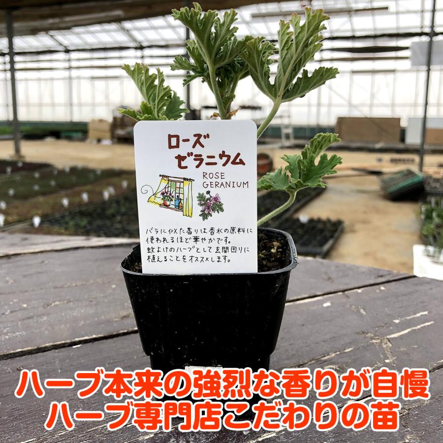 ハーブ 苗 ローズゼラニウム（種類 栽培 ハーブガーデン ハーブティー