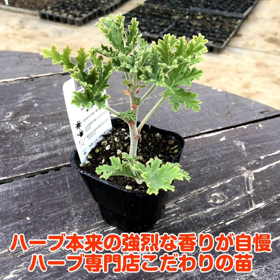 ハーブ 苗 ローズゼラニウム（種類 栽培 ハーブガーデン ハーブティー