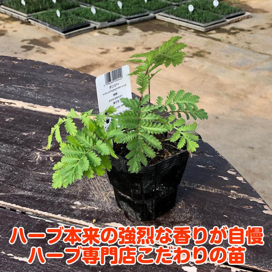 ハーブ 苗 タンジー 種類 栽培 ハーブガーデン ハーブティー 花 ガーデニング 栽培キット Shukon Tansy ハーブ苗のポタジェガーデン 通販 Yahoo ショッピング