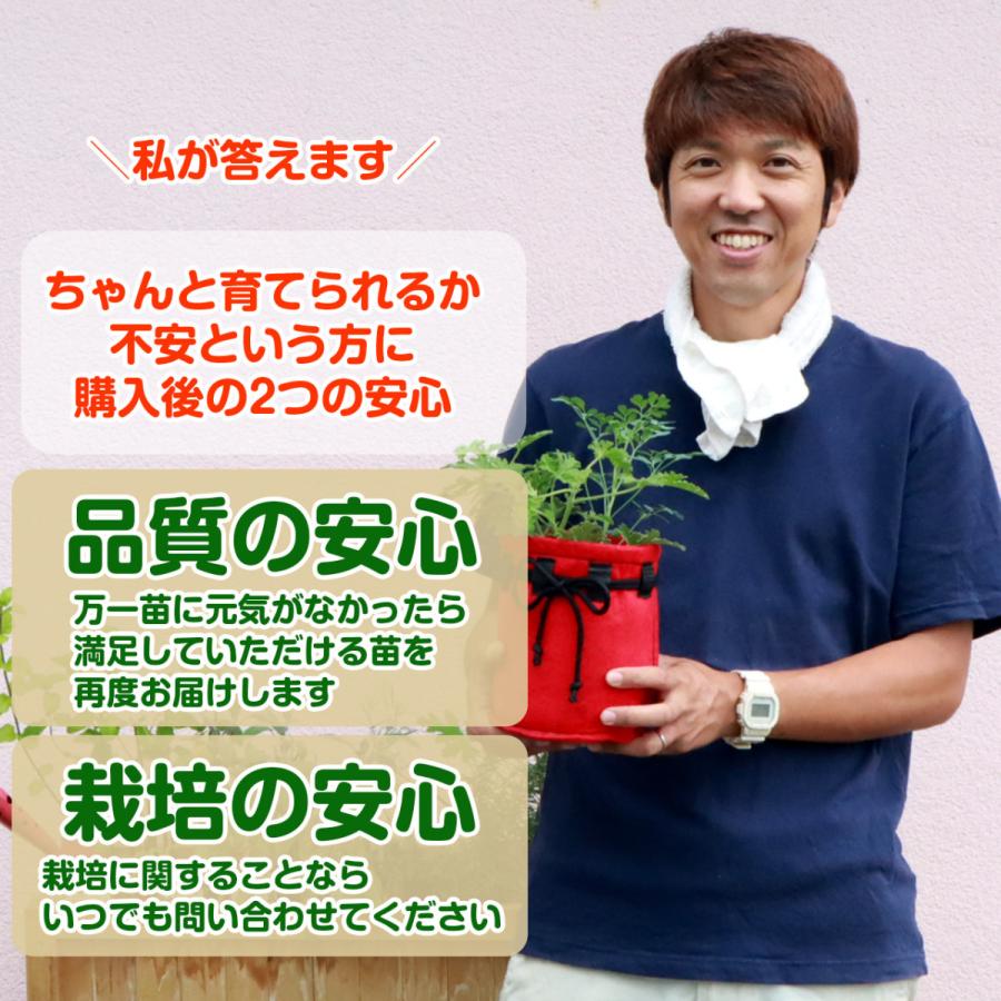 ハーブ専用 培養土 16l 16リットル 肥料付 土壌改良 腐葉土 園芸 園芸用品 土 野菜 砂 培養土 16l 肥料付 Soil16 ハーブ苗のポタジェガーデン 通販 Yahoo ショッピング