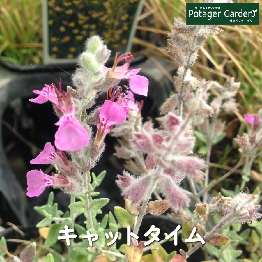 ハーブ 苗 キャットタイム（ハーブティー 種類 栽培 ハーブガーデン ガーデニング おしゃれ 苗木 果樹 栽培キット） | 