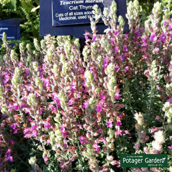 ハーブ 苗 キャットタイム（ハーブティー 種類 栽培 ハーブガーデン ガーデニング おしゃれ 苗木 果樹 栽培キット） |  | 07