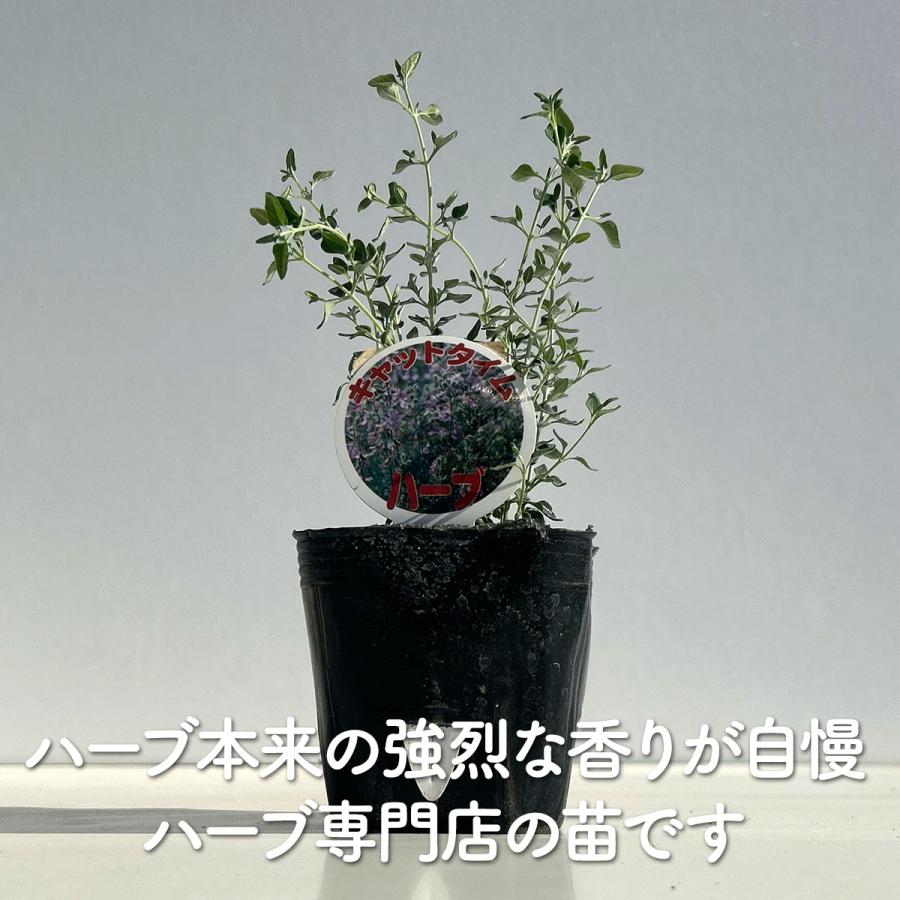 ハーブ 苗 キャットタイム（ハーブティー 種類 栽培 ハーブガーデン ガーデニング おしゃれ 苗木 果樹 栽培キット） |  | 01
